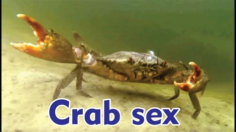 crab sex style|How to do the crab sex position .